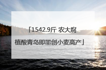 1542.9斤 农大腐植酸青岛即墨创小麦高产